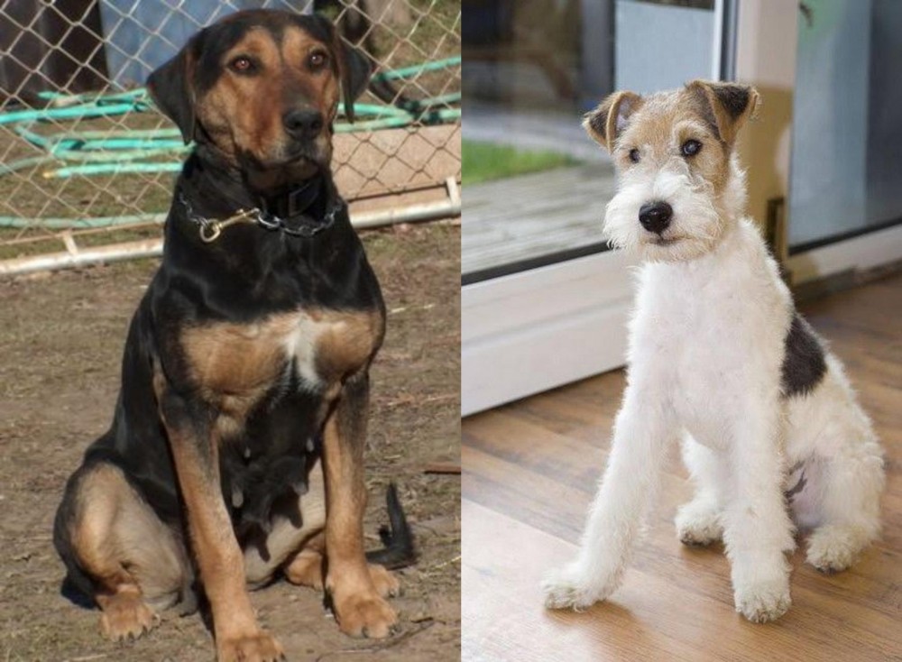 Wire Fox Terrier vs New Zealand Huntaway - Breed Comparison
