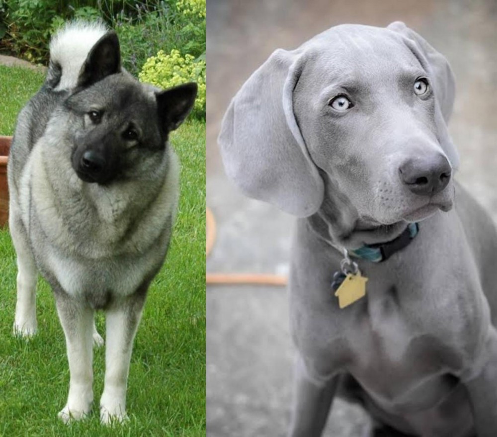 Weimaraner vs Norwegian Elkhound - Breed Comparison