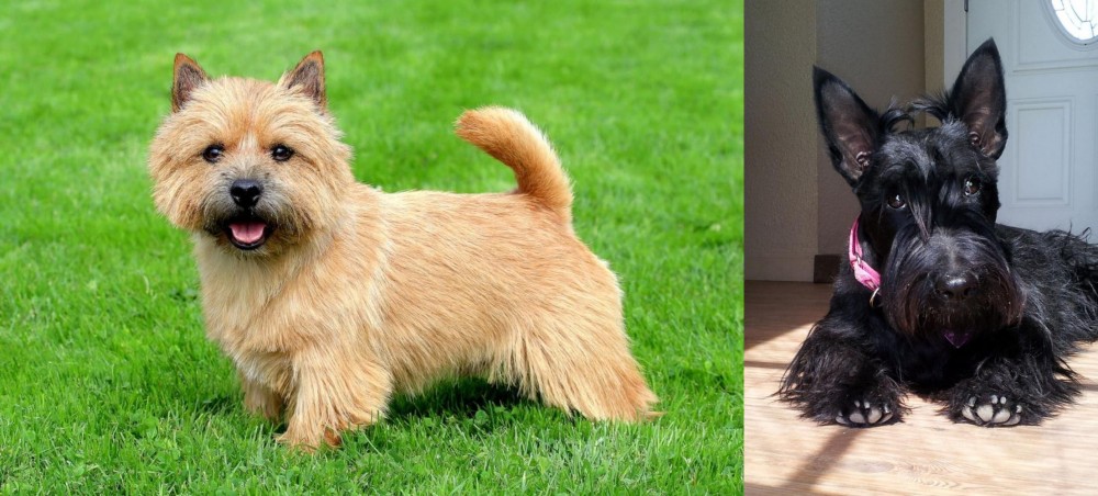 Scottish Terrier vs Nova Scotia Duck-Tolling Retriever - Breed Comparison