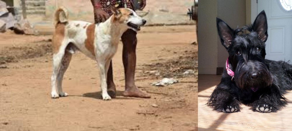 Scottish Terrier vs Pandikona - Breed Comparison