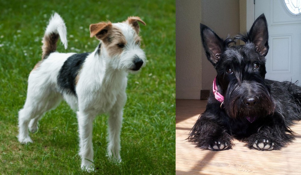 Scottish Terrier vs Parson Russell Terrier - Breed Comparison