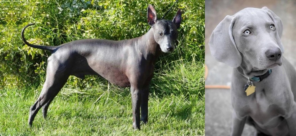 Weimaraner vs Peruvian Hairless - Breed Comparison