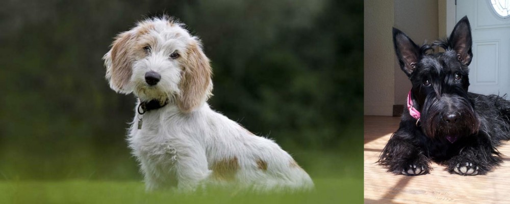 Scottish Terrier vs Petit Basset Griffon Vendeen - Breed Comparison