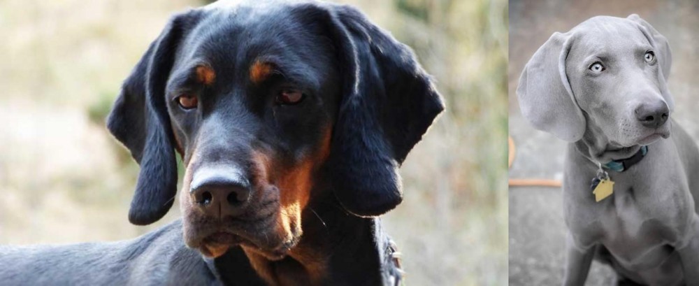 Weimaraner vs Polish Hunting Dog - Breed Comparison