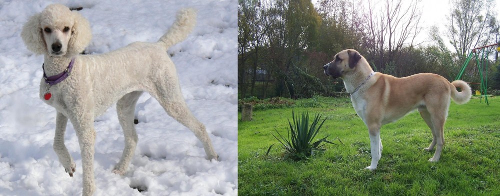 Anatolian Shepherd vs Poodle - Breed Comparison