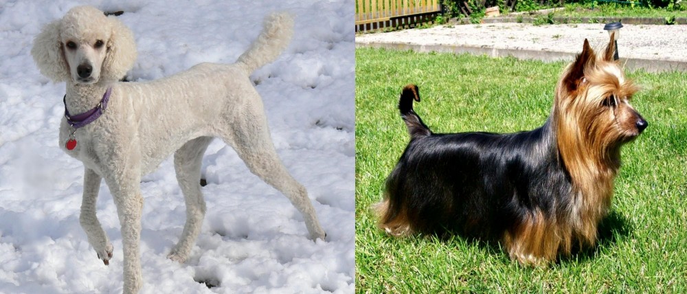 Australian Silky Terrier vs Poodle - Breed Comparison