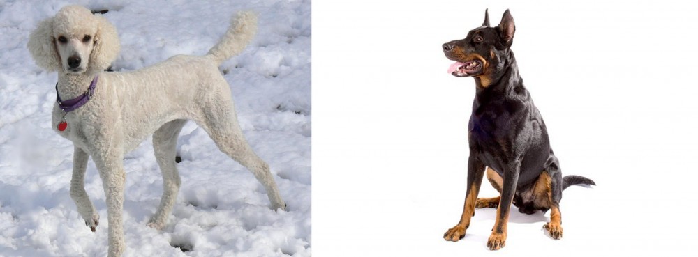 Beauceron vs Poodle - Breed Comparison