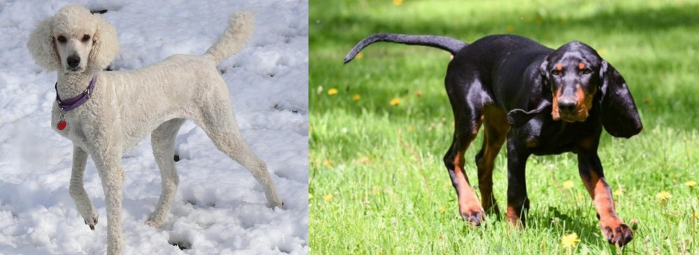 Black and Tan Coonhound vs Poodle - Breed Comparison