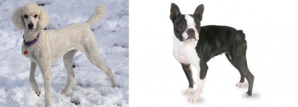 Boston Terrier vs Poodle - Breed Comparison
