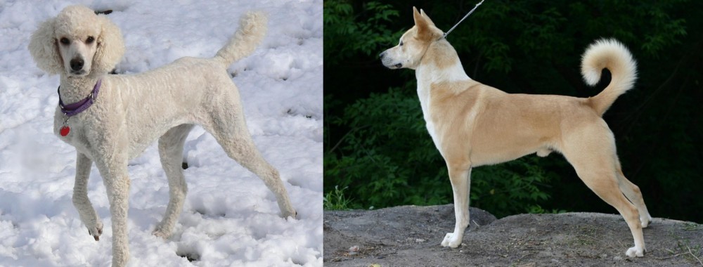 Canaan Dog vs Poodle - Breed Comparison