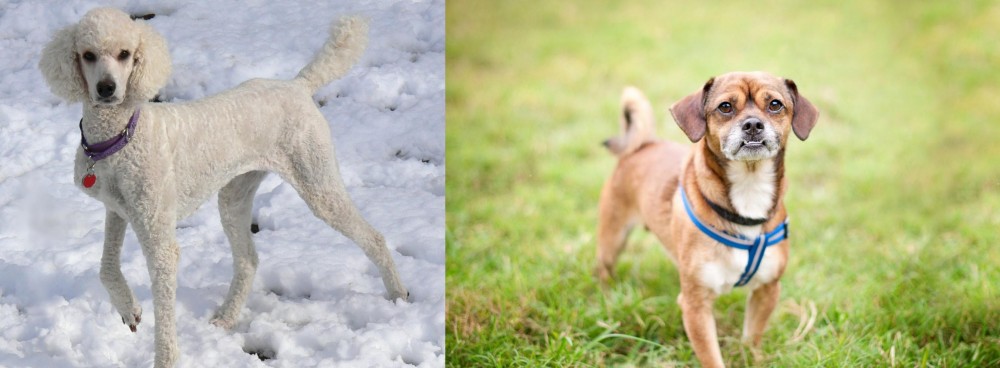 Chug vs Poodle - Breed Comparison