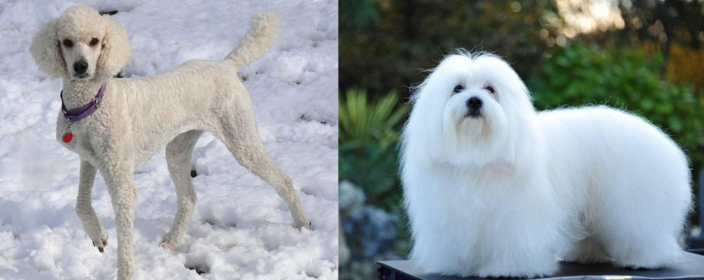 Coton De Tulear vs Poodle - Breed Comparison