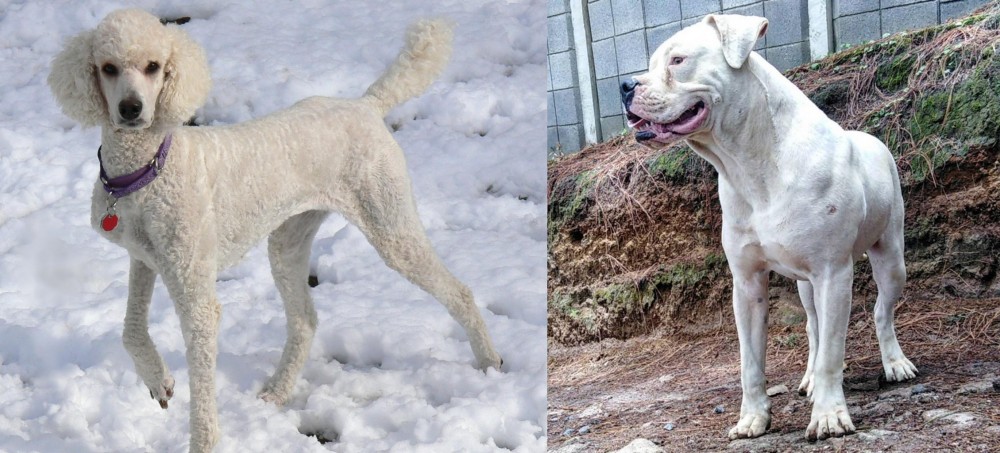 Dogo Guatemalteco vs Poodle - Breed Comparison