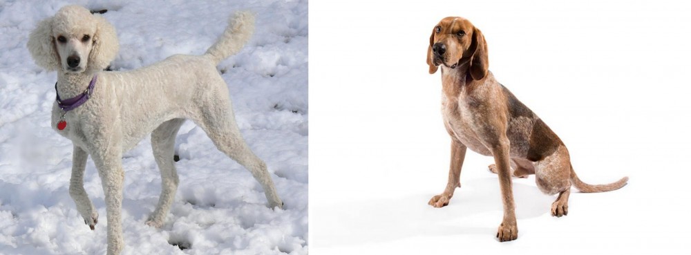 English Coonhound vs Poodle - Breed Comparison