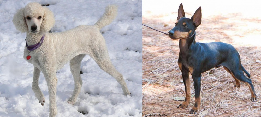 English Toy Terrier (Black & Tan) vs Poodle - Breed Comparison
