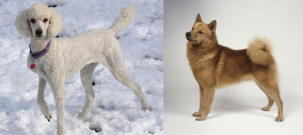 Finnish Spitz vs Poodle - Breed Comparison