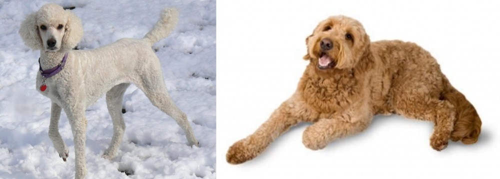 Golden Doodle vs Poodle - Breed Comparison