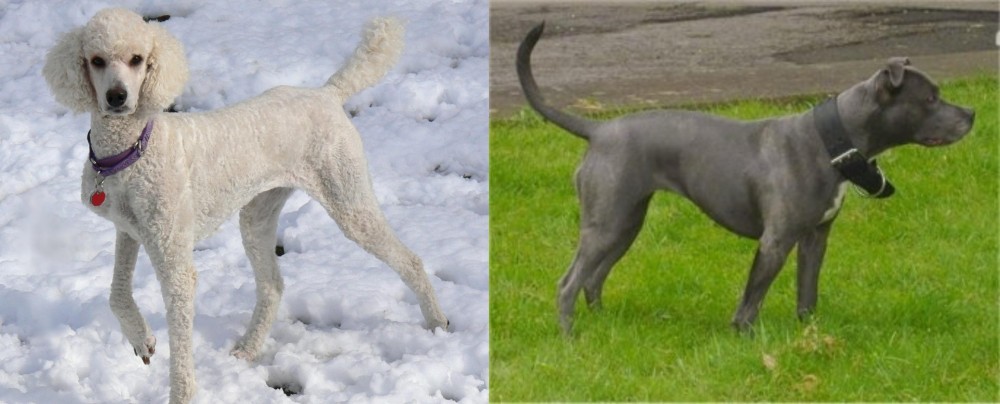 Irish Bull Terrier vs Poodle - Breed Comparison