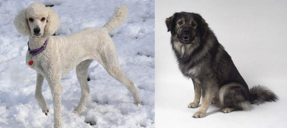 Istrian Sheepdog vs Poodle - Breed Comparison