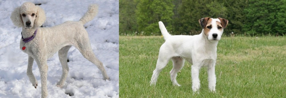 Jack Russell Terrier vs Poodle - Breed Comparison