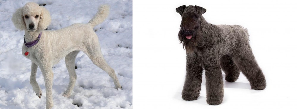 Kerry Blue Terrier vs Poodle - Breed Comparison