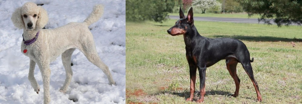 Manchester Terrier vs Poodle - Breed Comparison