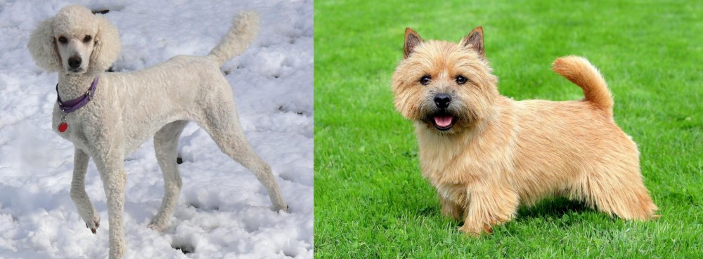 Norwich Terrier vs Poodle - Breed Comparison