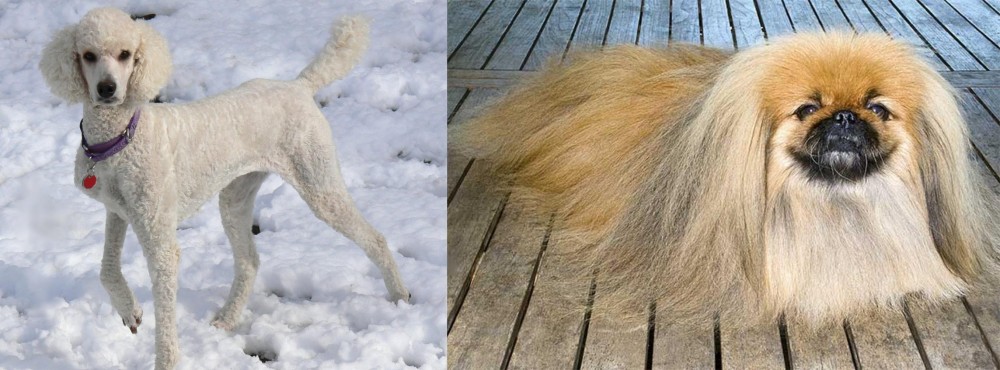 Pekingese vs Poodle - Breed Comparison