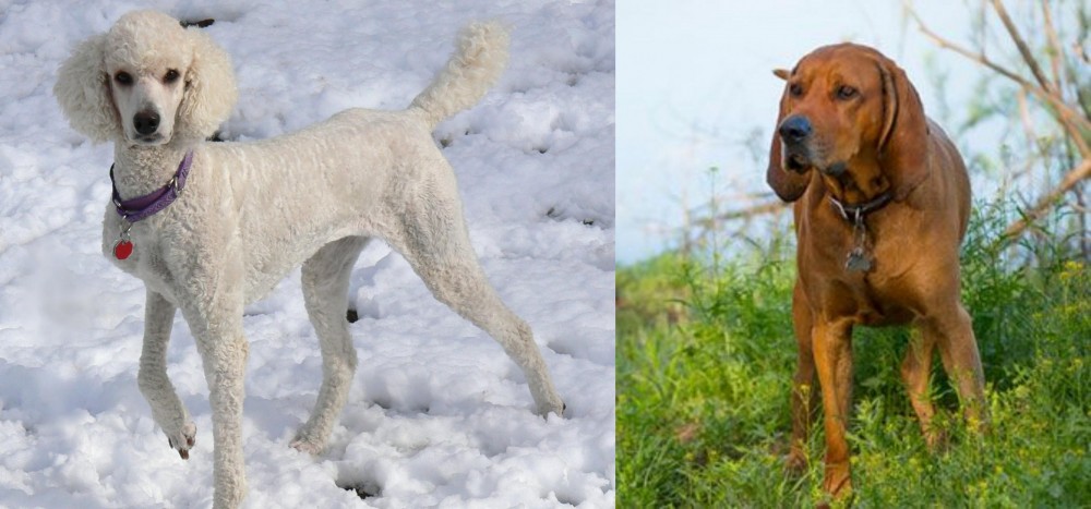 Redbone Coonhound vs Poodle - Breed Comparison