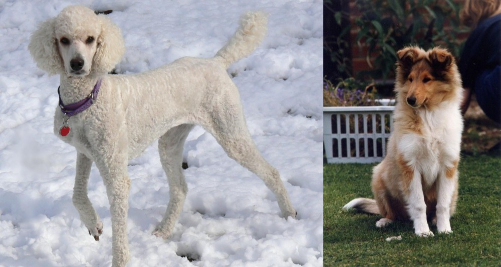Rough Collie vs Poodle - Breed Comparison