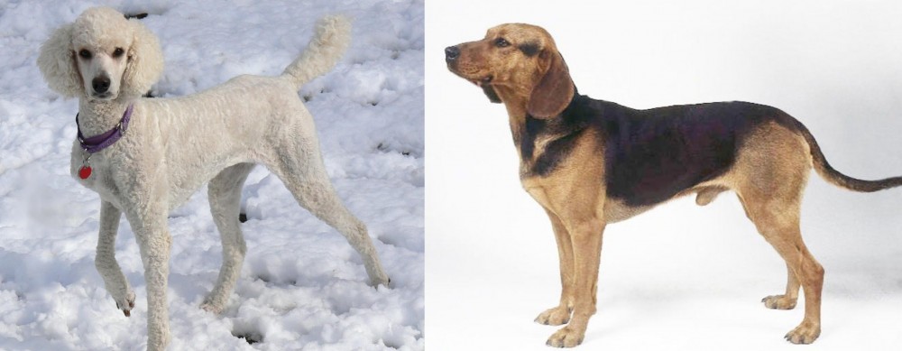 Serbian Hound vs Poodle - Breed Comparison