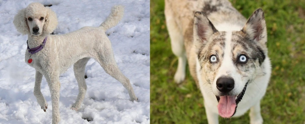 Shepherd Husky vs Poodle - Breed Comparison