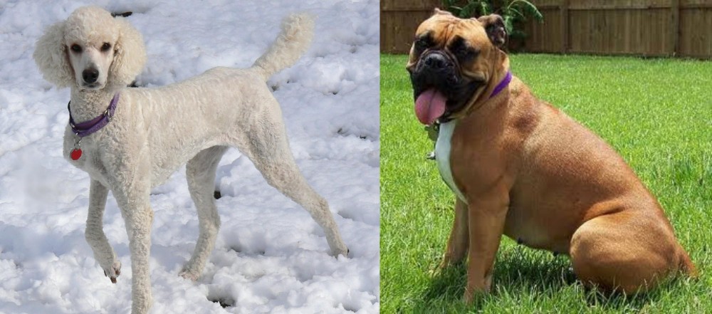 Valley Bulldog vs Poodle - Breed Comparison