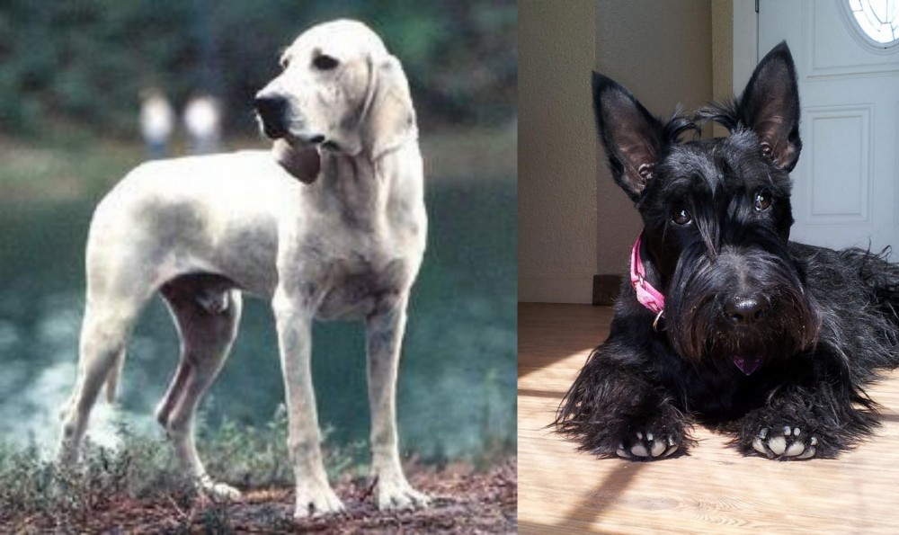 Scottish Terrier vs Porcelaine - Breed Comparison