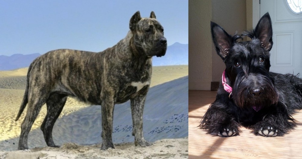 Scottish Terrier vs Presa Canario - Breed Comparison
