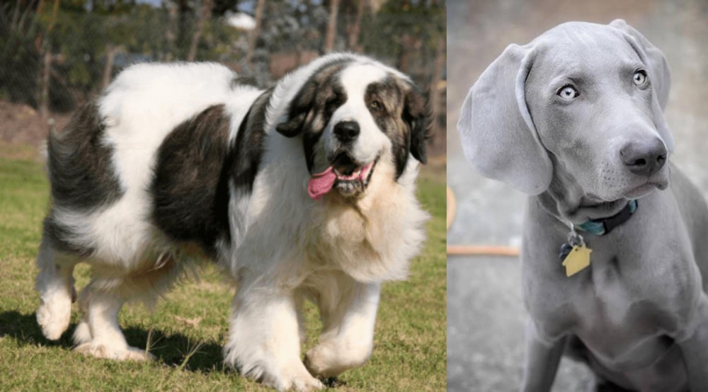 Weimaraner vs Pyrenean Mastiff - Breed Comparison