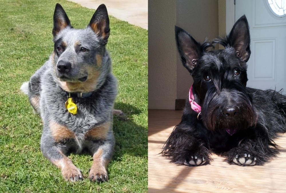 Scottish Terrier vs Queensland Heeler - Breed Comparison