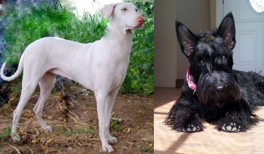 Scottish Terrier vs Rajapalayam - Breed Comparison