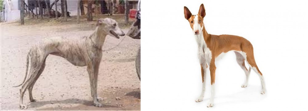 Rampur Greyhound vs Ibizan Hound - Breed Comparison