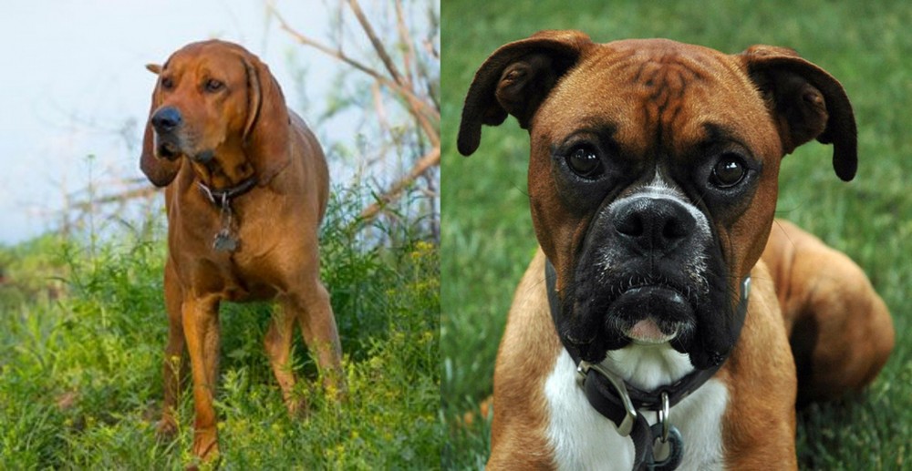 Redbone Coonhound vs Boxer - Breed Comparison MyDogBreeds Red Boxer Dog Mix.