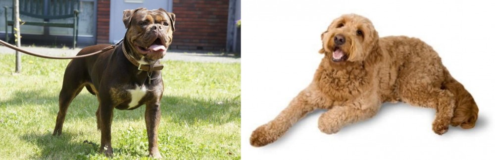 Renascence Bulldogge vs Golden Doodle - Breed Comparison