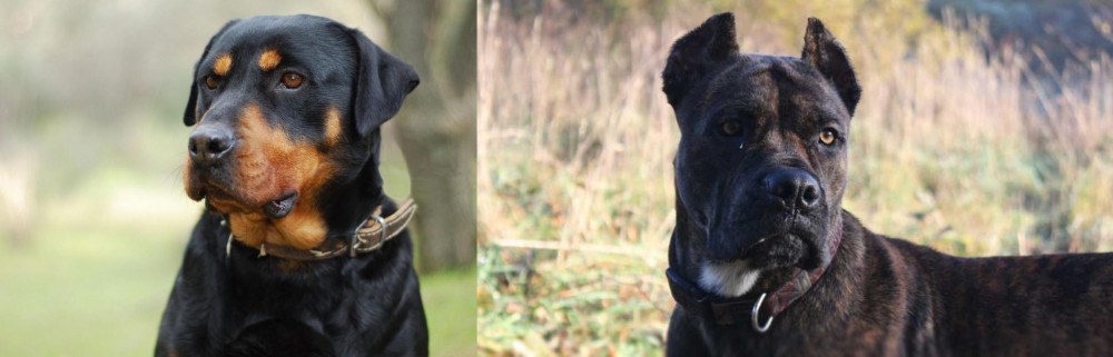 Alano Espanol vs Rottweiler - Breed Comparison