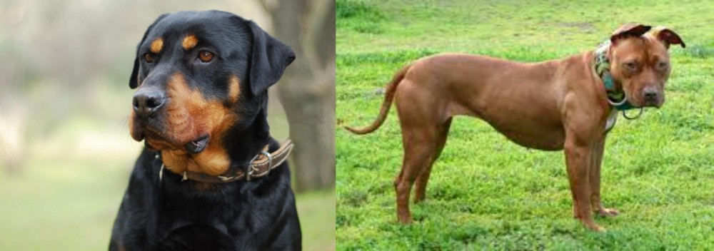 American Pit Bull Terrier vs Rottweiler - Breed Comparison