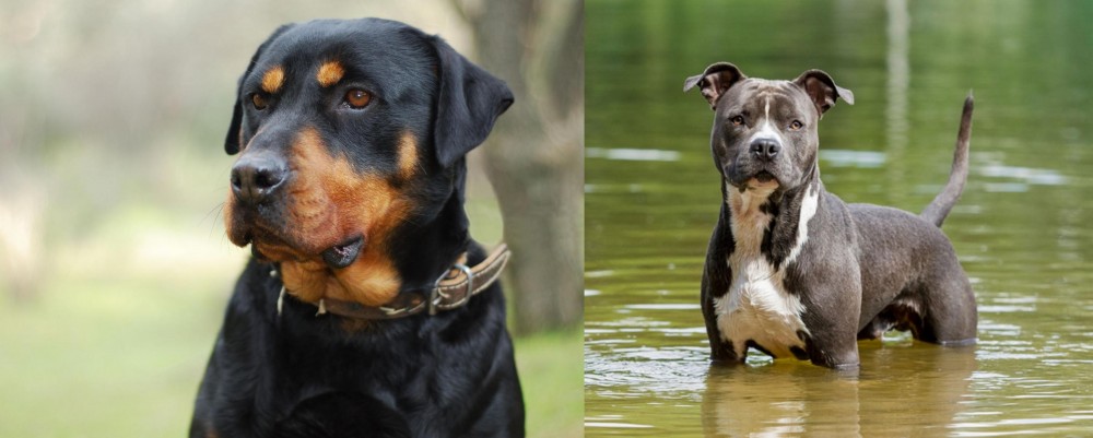 American Staffordshire Terrier vs Rottweiler - Breed Comparison