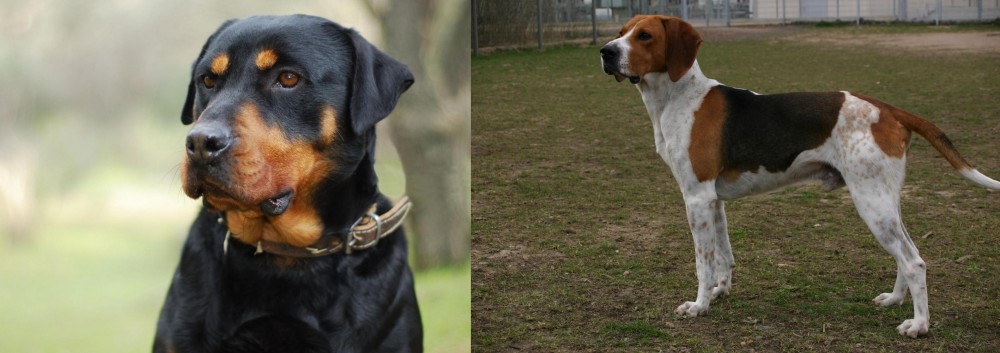 Anglo-Francais de Petite Venerie vs Rottweiler - Breed Comparison