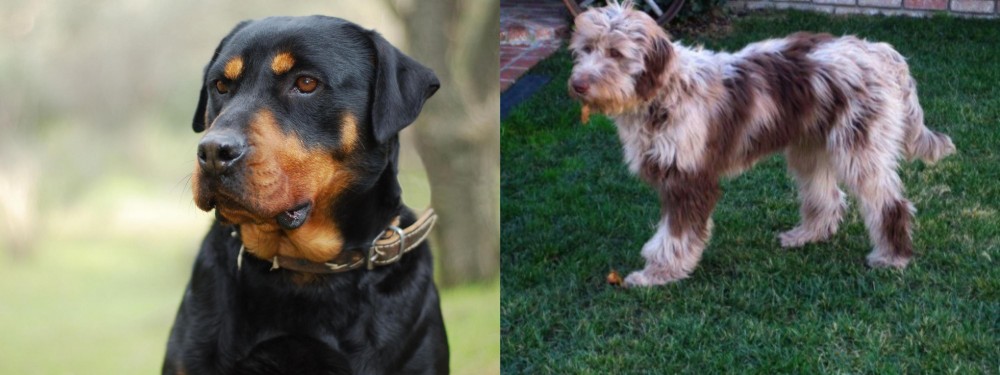 Aussie Doodles vs Rottweiler - Breed Comparison