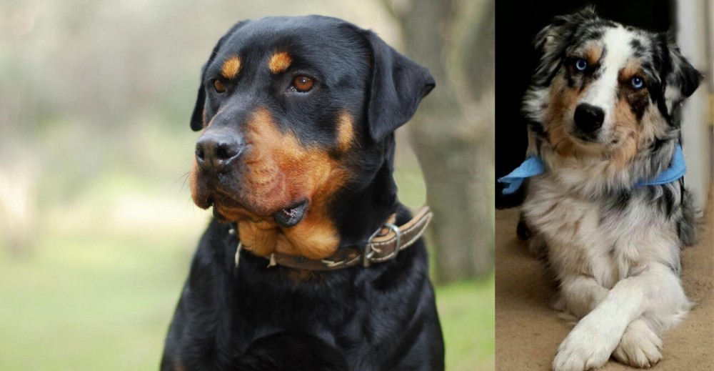 Australian Collie vs Rottweiler - Breed Comparison