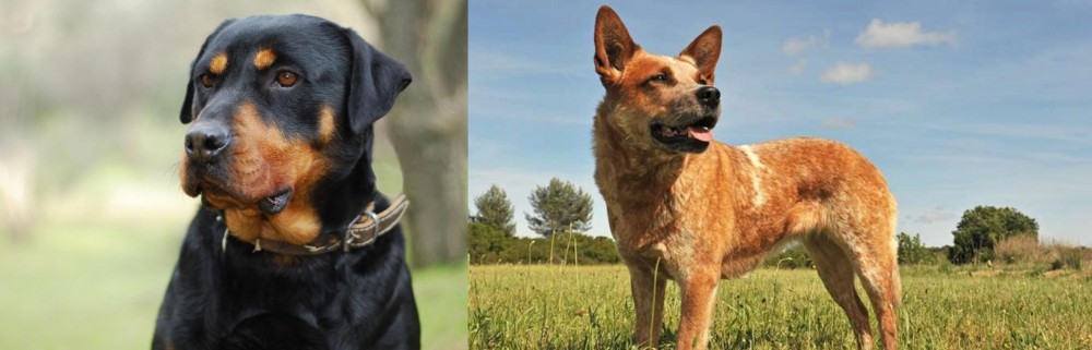 Australian Red Heeler vs Rottweiler - Breed Comparison