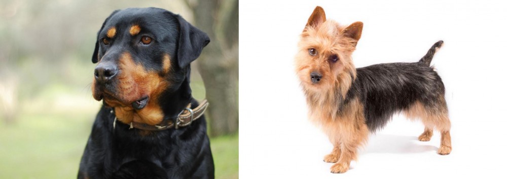 Australian Terrier vs Rottweiler - Breed Comparison