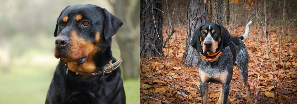 Bluetick Coonhound vs Rottweiler - Breed Comparison